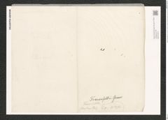 Nitzschia frauenfeldii Grun. (de-Toni-Nr.: Genus 47, Species 2136) Zeichnungen Sammlung Grunow (NHMW-BOT-W0372314)